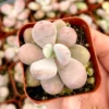 Pink Moonstone Succulent - Pachyphytum Oviferum 2 inch Pot Small Plant