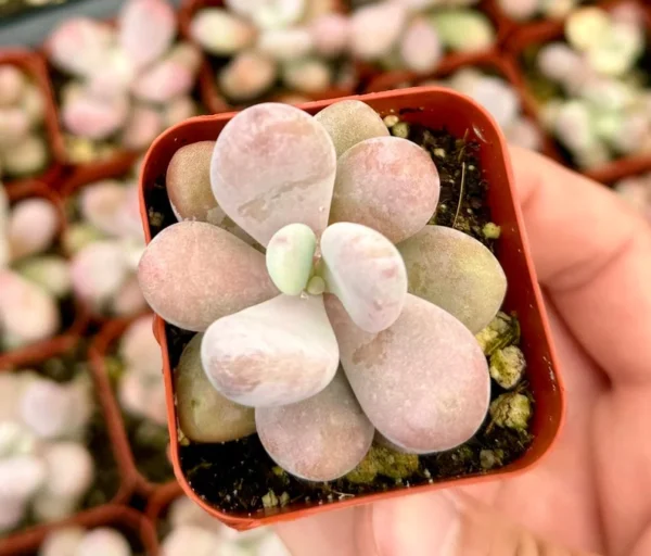Pink Moonstone Succulent - Pachyphytum Oviferum 2 inch Pot Small Plant