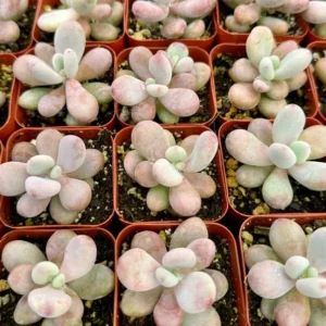 Pink Moonstone Succulent - Pachyphytum Oviferum 2 inch Pot Small Plant