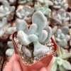 Pink Moonstone Succulent - Pachyphytum Oviferum 2 inch Pot Small Plant
