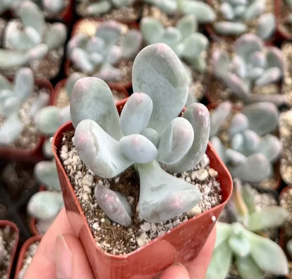 Pink Moonstone Succulent - Pachyphytum Oviferum 2 inch Pot Small Plant
