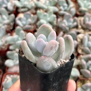 Pink Moonstone Succulent - Pachyphytum Oviferum 2 inch Pot Small Plant