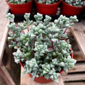 Pink Vygie Succulent - 4'' Pot - Rare Ice Plant