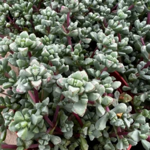 Pink Vygie Succulent - 4'' Pot - Rare Ice Plant