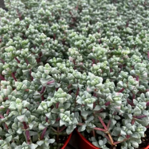 Pink Vygie Succulent - 4'' Pot - Rare Ice Plant