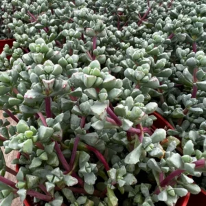 Pink Vygie Succulent - 4'' Pot - Rare Ice Plant