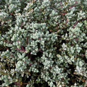 Pink Vygie Succulent - 4'' Pot - Rare Ice Plant