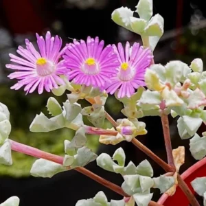 Pink Vygie Succulent - 4'' Pot - Rare Ice Plant