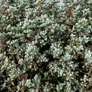 Pink Vygie Succulent - 4'' Pot - Rare Ice Plant