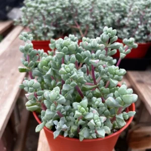 Pink Vygie Succulent - 4'' Pot - Rare Ice Plant