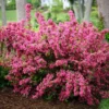 Pink Weigela Plant 6-12 Inch Tall - Flowering Shrub in 4" Pot