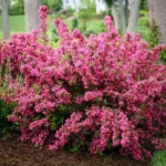 Pink Weigela Plant 6-12 Inch Tall - Flowering Shrub in 4" Pot