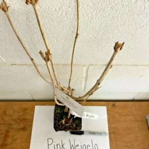 Pink Weigela Plant 6-12 Inch Tall - Flowering Shrub in 4