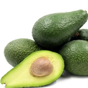 Pinkerton Avocado Tree - 1 ft Tall Grafted Tree Sapling