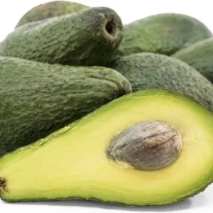 Pinkerton Avocado Tree - Grafted Fruit Tree - 1 Feet Tall