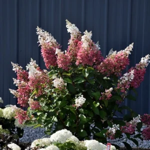Pinky Winky Hydrangea Plant - Quart Pot Size, Flowering Shrub