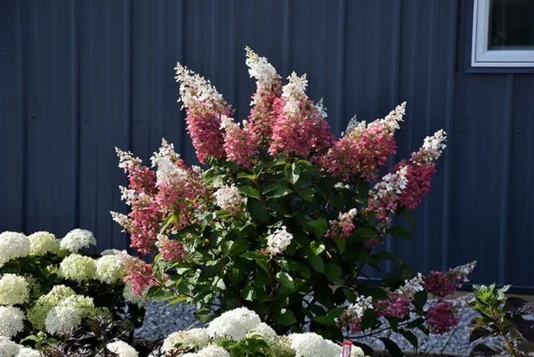 Pinky Winky Hydrangea Plant - Quart Pot Size, Flowering Shrub