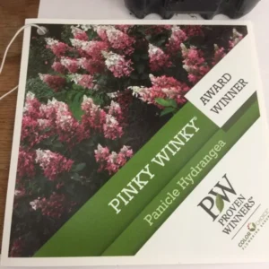 Pinky Winky Hydrangea Plant - Quart Pot Size, Flowering Shrub