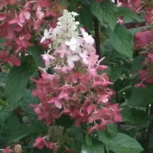 Pinky Winky Hydrangea Plant - Quart Pot Size, Flowering Shrub