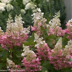 Pinky Winky Hydrangea Plant - Quart Pot Size, Flowering Shrub