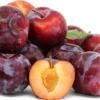 Plum Tree Mariposa - 3 Gallon 3 Feet Sweet Fruit Tree - Home Garden Ready - Not Ship CA