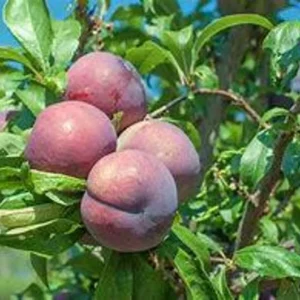 Plum Tree Mariposa - 3 Gallon 3 Feet Sweet Fruit Tree - Home Garden Ready - Not Ship CA