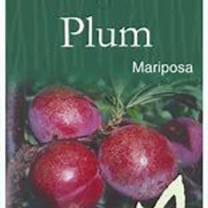 Plum Tree Mariposa - 3 Gallon 3 Feet Sweet Fruit Tree - Home Garden Ready - Not Ship CA