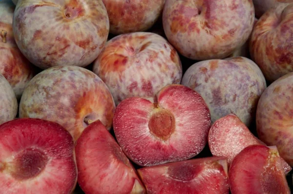 Plumcot Tree - Plum Apricot Hybrid Tree - 2-3 ft Tall