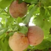 Pluot Dapple Dandy Tree - 3ft Red Plum Fruit Tree in 1 Gal Pot