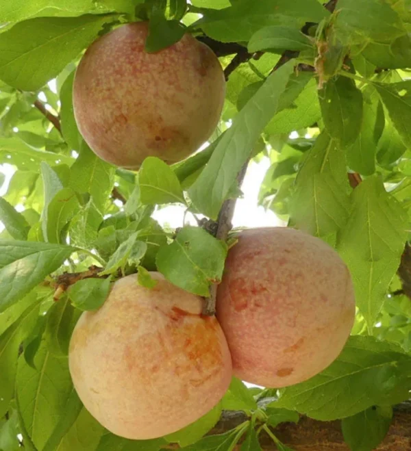Pluot Dapple Dandy Tree - 3ft Red Plum Fruit Tree in 1 Gal Pot