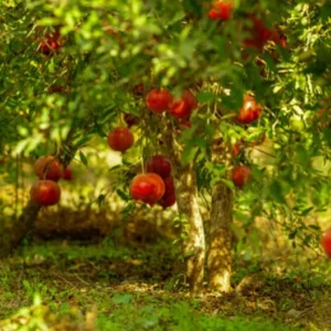 Pomegranate Tree - Hardy Fruit Plant 3-4 ft Tall - 3Gal Pot