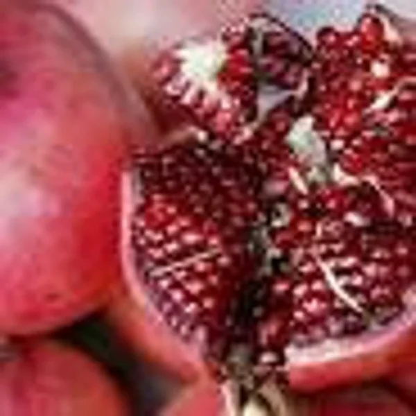 Pomegranate Tree Punica Granatum Plant 1-2 Ft Tall in 6" Pot