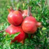 Pomegranate Tree Punica Granatum Plant - 1-2 ft Tall - 6 inch Pot