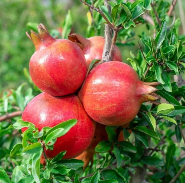 Pomegranate Tree Punica Granatum Plant - 1-2 ft Tall - 6 inch Pot