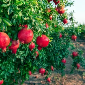 Pomegranate Tree Punica Granatum Plant - 1-2 ft Tall - 6 inch Pot