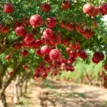 Pomegranate Tree - Red Fruit Tree - 1 to 2 Feet Tall - 6 Inch Pot