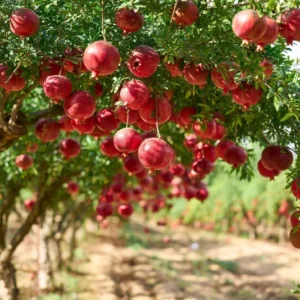 Pomegranate Tree - Red Fruit Tree - 1 to 2 Feet Tall - 6 Inch Pot