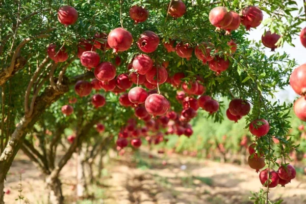 Pomegranate Tree - Red Fruit Tree - 1 to 2 Feet Tall - 6 Inch Pot