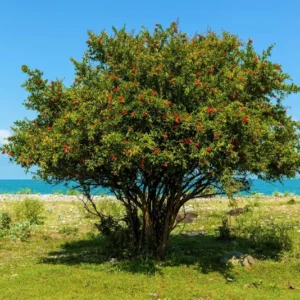 Pomegranate Tree - Red Fruit Tree - 1 to 2 Feet Tall - 6 Inch Pot