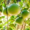 Pomelo Tree - Grafted Citrus Tree 1 Feet Tall - Not Ship CA