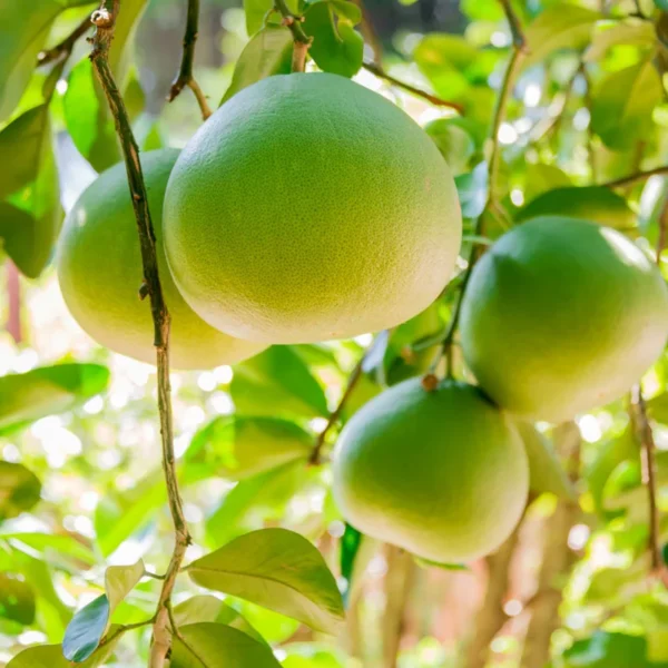 Pomelo Tree - Grafted Citrus Tree 1 Feet Tall - Not Ship CA