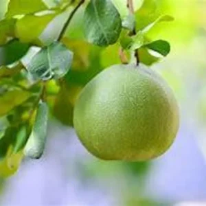 Pomelo Tree - Grafted Citrus Tree 1 Feet Tall - Not Ship CA