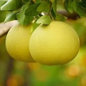 Pomelo Tree - Grafted Citrus Tree 1 Feet Tall - Not Ship CA