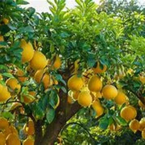 Pomelo Tree - Grafted Citrus Tree 1 Feet Tall - Not Ship CA