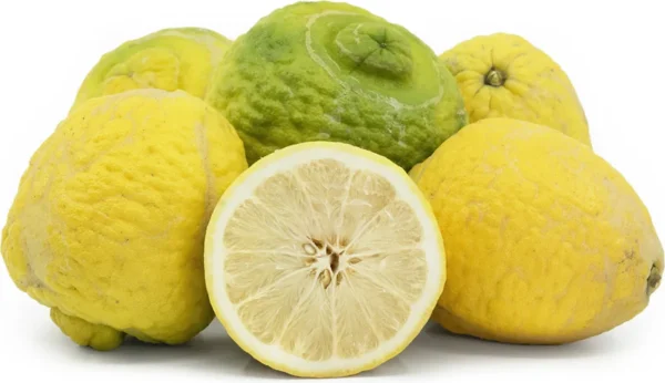 Ponderosa Lemon Tree 2 to 3 Feet Tall - Fresh Citrus Tree - Easy Care - Indoor/Outdoor - Not ship CA