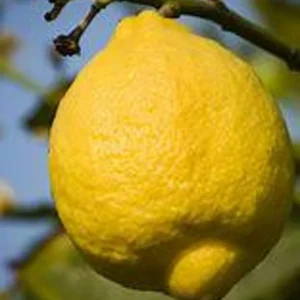 Ponderosa Lemon Tree 2 to 3 Feet Tall - Fresh Citrus Tree - Easy Care - Indoor/Outdoor - Not ship CA