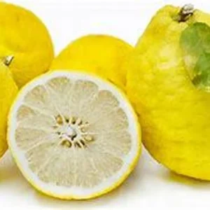 Ponderosa Lemon Tree 2 to 3 Feet Tall - Fresh Citrus Tree - Easy Care - Indoor/Outdoor - Not ship CA