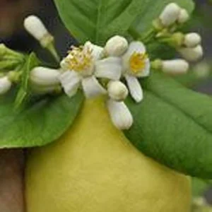 Ponderosa Lemon Tree 2 to 3 Feet Tall - Fresh Citrus Tree - Easy Care - Indoor/Outdoor - Not ship CA