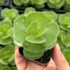 Portulaca Molokiniensis Live Plant - Rare Hawaiian Succulent in 2'' Pot