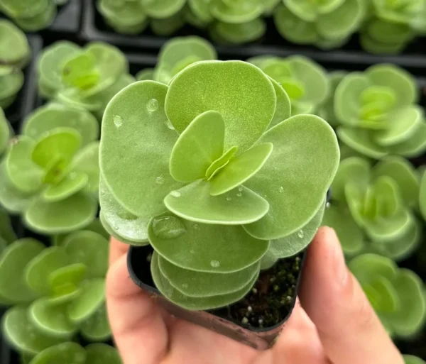 Portulaca Molokiniensis Live Plant - Rare Hawaiian Succulent in 2'' Pot